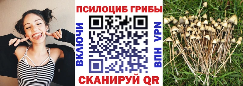 MEGA маркетплейс  Муром  Галлюциногенные грибы MAGIC MUSHROOMS 